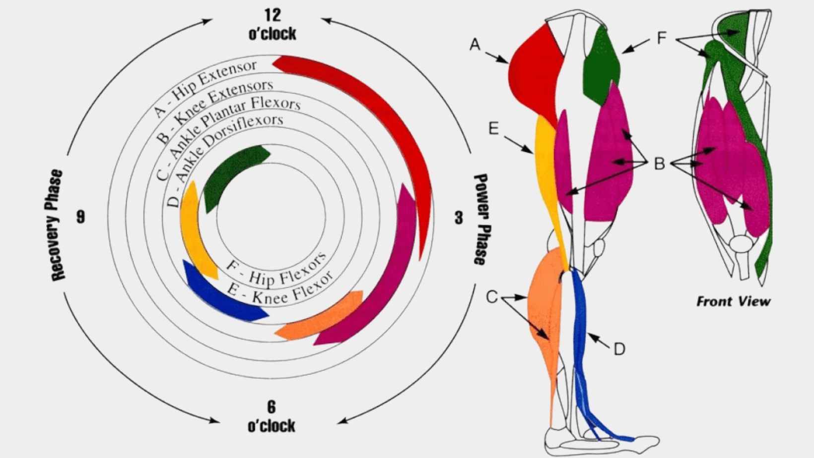 Muscles for Cycling | Cycling Stretches