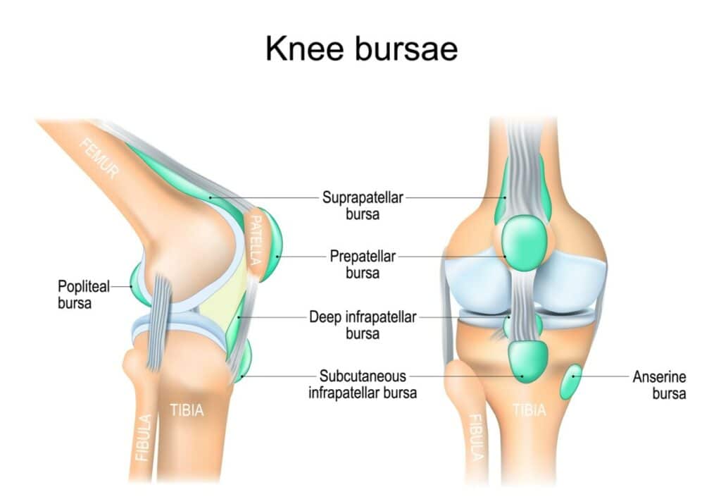 Knee Bursae Diagram