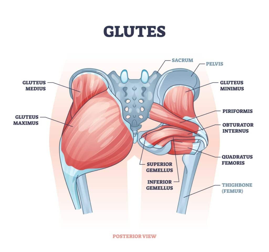 Gluteal Muscles diagram