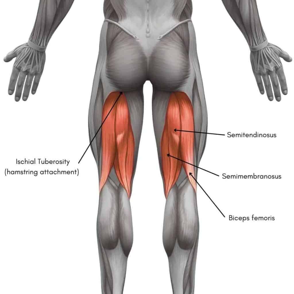 Hamstring tendon and muscle diagram