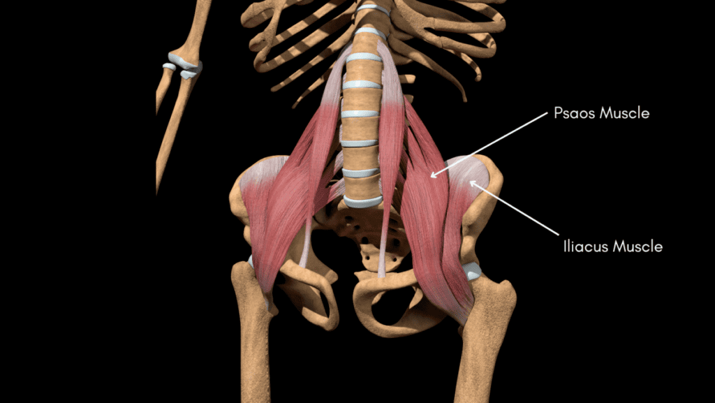 Picture diagram of Hip Flexor Muscles