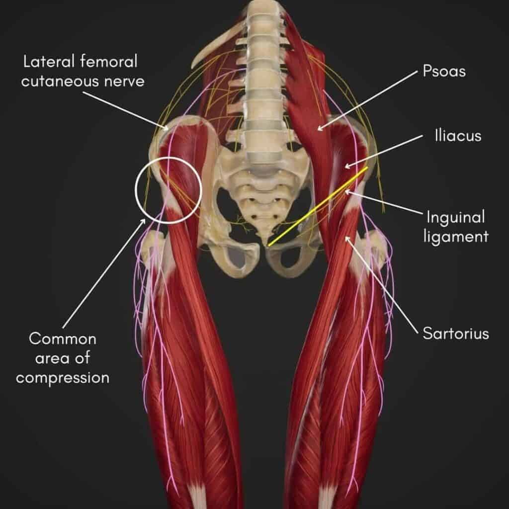 lateral Femoral Cutaneous Nerve Anatomy diagram